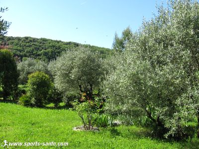 Image d'oliviers à Clermont l'Hérault